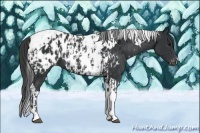 Horse Color:Black Tobiano Appaloosa and Black Tobiano Appaloosa