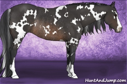 Horse Color:White Spotted Buckskin Sabino Rabicano 