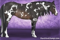 Horse Color:White Spotted Buckskin Sabino Rabicano 