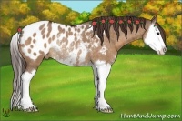 Horse Color:Bay Dun Sabino Splash Appaloosa Rabicano Brindle