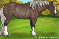 Horse Color:Silver Brown Rabicano 