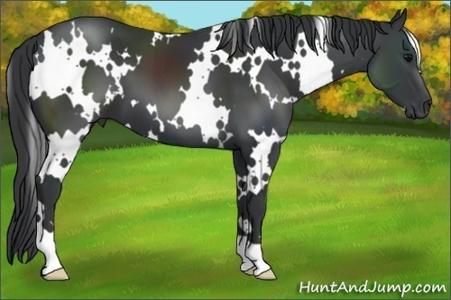 Horse Color:White Spotted Black