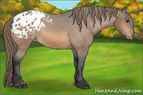 Horse Color:Unknown 