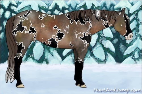 Horse Color:White Spotted Liver Chestnut Splash Varnish 