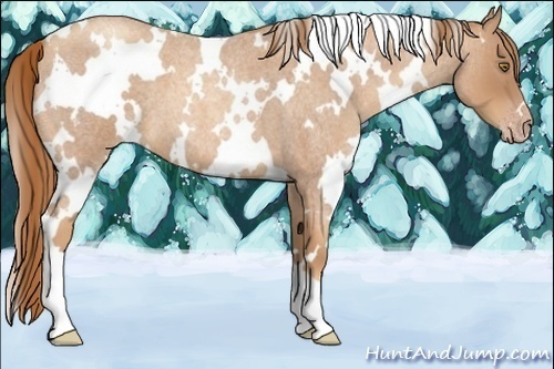Horse Color:White Spotted Gold Champagne Roan 