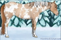 Horse Color:White Spotted Gold Champagne Roan 