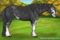 Horse Color:Black Sabino