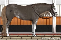 Horse Color:Liver Chestnut Sabino 
