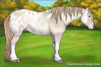 Horse Color:Smoky Creme Onyx Appaloosa 