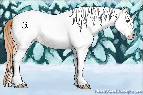 Horse Color:White Spotted Chestnut