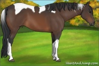 Horse Color:Bay Tobiano 