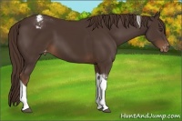 Horse Color:Liver Chestnut Tobiano Appaloosa 