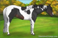 Horse Color:Brown Tobiano 