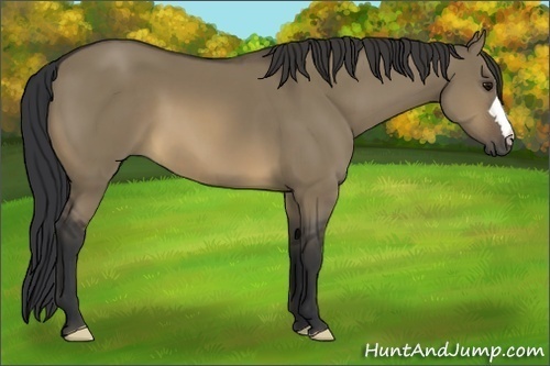 Horse Color:Buckskin Dun 