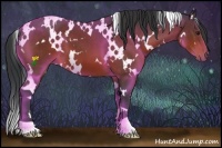Horse Color:White Spotted Brown 