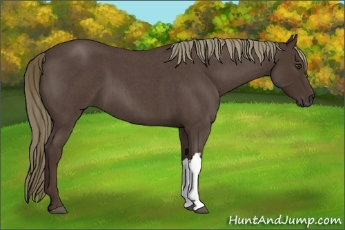 Horse Color:Liver Red Roan