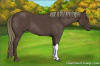 Horse Color:Liver Red Roan 