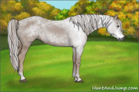 Horse Color:Gray Chestnut 