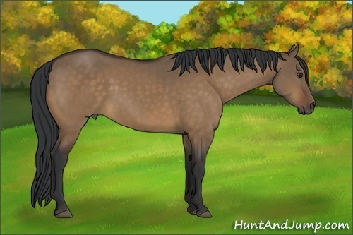 Horse Color:Brown Dun 