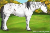 Horse Color:Brown Sabino 