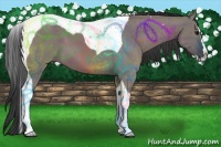 Horse Color:Grullo Splash Tobiano 