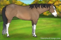 Horse Color:Bay Dun Splash