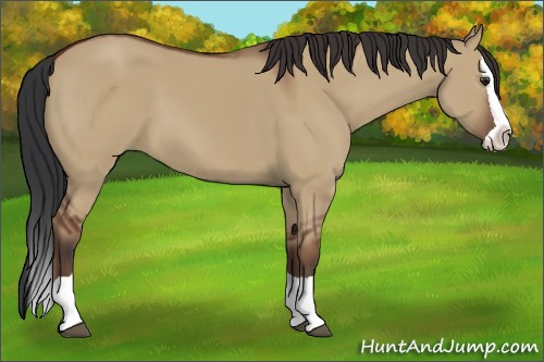 Horse Color:Bay Dun Splash 