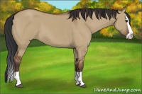 Horse Color:Bay Dun Splash