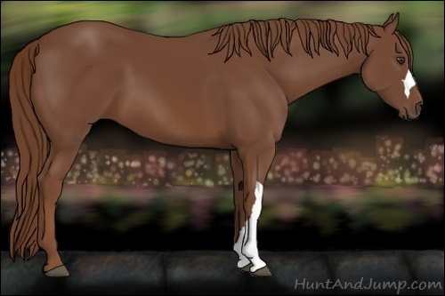 Horse Color:Chestnut 