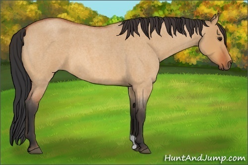 Horse Color:Bay Roan Dun 