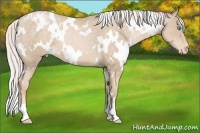 Horse Color:White Spotted Silver Buckskin Pearl Varnish 