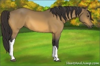 Horse Color:Buckskin 