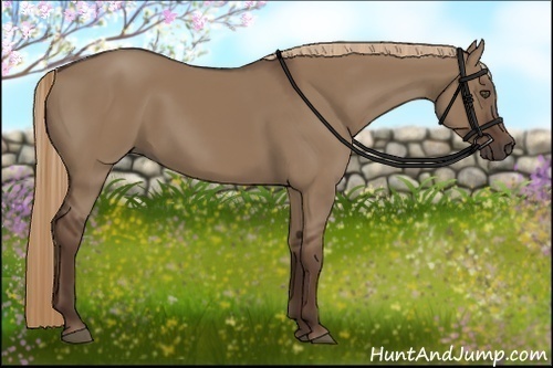 Horse Color:Liver Red Dun 