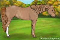 Horse Color:Chestnut Rabicano 
