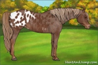 Horse Color:Chestnut Appaloosa 