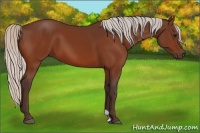 Horse Color:Silver Bay 