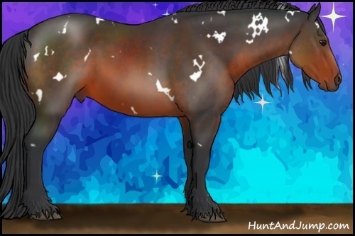 Horse Color:White Spotted Brown 