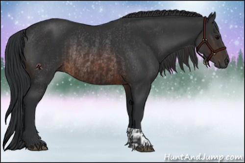 Horse Color:Brown Rabicano and Brown Rabicano
