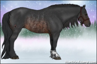 Horse Color:Brown Rabicano and Brown Rabicano