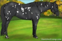 Horse Color:White Spotted Black 
