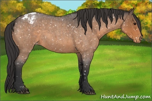 Horse Color:Buckskin Roan Snowcap