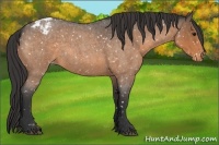 Horse Color:Buckskin Roan Snowcap