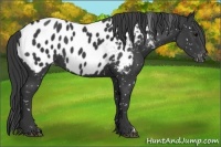 Horse Color:Black Near Leopard 