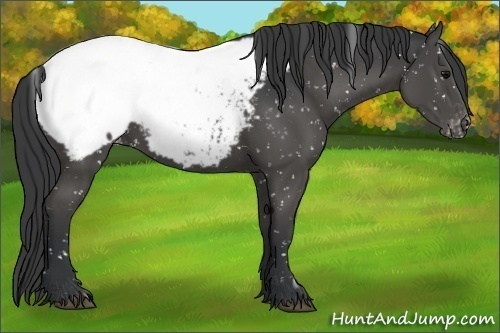 Horse Color:Black Appaloosa 