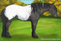 Horse Color:Black Appaloosa 