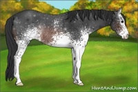 Horse Color:White Spotted Brown Rabicano