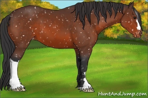 Horse Color:Brown Appaloosa 