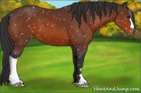 Horse Color:Brown Appaloosa 