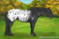 Horse Color:Black Appaloosa 