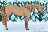 Horse Color:Red Dun and Red Dun